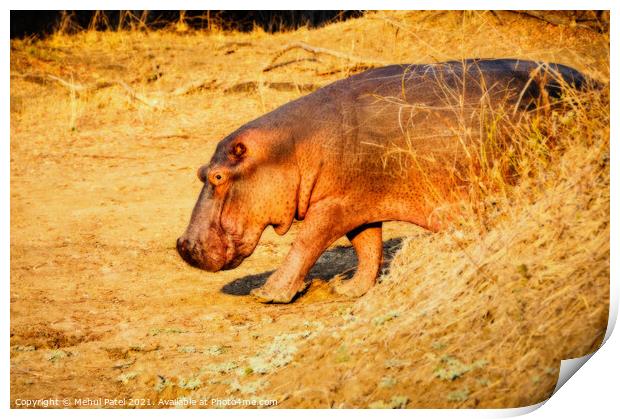Hippo with blurred background Print by Mehul Patel