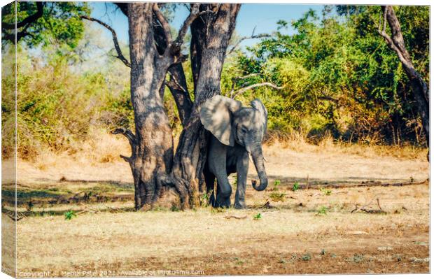 Elephant rubbing its skin against tree in South Luangwa National Park, Zambia, Africa Canvas Print by Mehul Patel