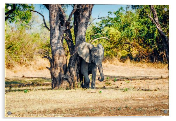 Elephant rubbing its skin against tree in South Luangwa National Park, Zambia, Africa Acrylic by Mehul Patel
