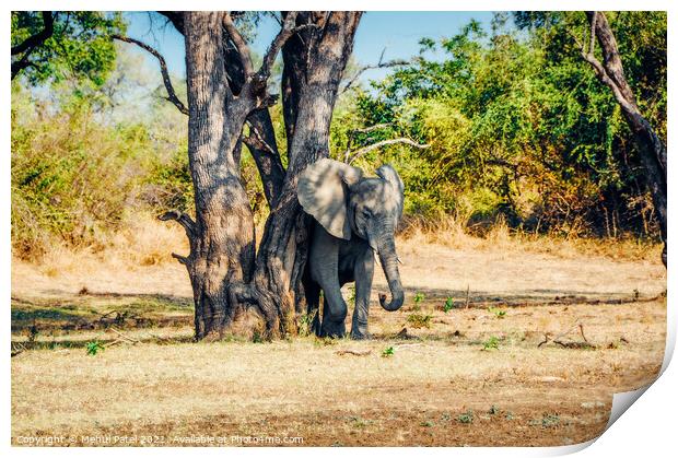 Elephant rubbing its skin against tree in South Luangwa National Park, Zambia, Africa Print by Mehul Patel
