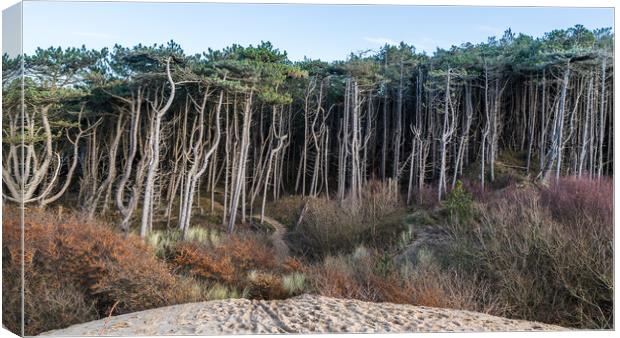 Edge of Formby pine woods Canvas Print by Jason Wells