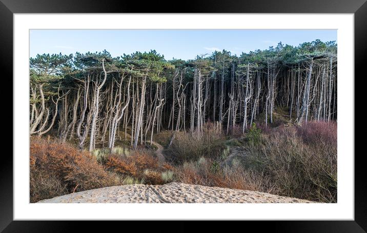Edge of Formby pine woods Framed Mounted Print by Jason Wells