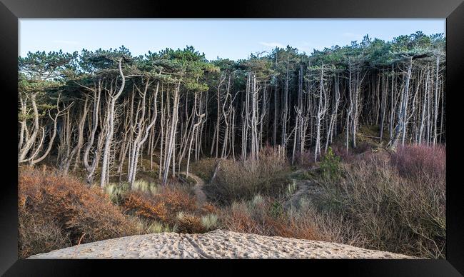 Edge of Formby pine woods Framed Print by Jason Wells