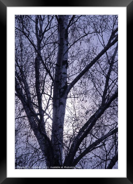Winter birch trees rising moon Framed Mounted Print by Imladris 