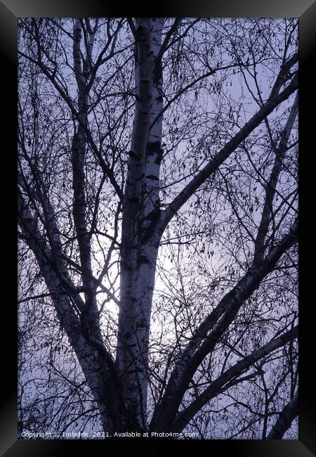Winter birch trees rising moon Framed Print by Imladris 
