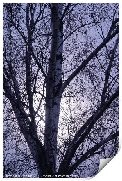 Winter birch trees rising moon Print by Imladris 