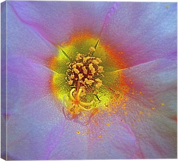 Heart of the flower Canvas Print by Patti Barrett