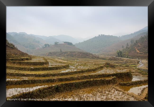 A vietnamese rice terrace on a winters morning in Sapa, Northern Vietnam Framed Print by SnapT Photography