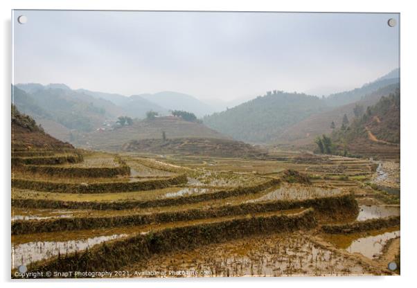 A vietnamese rice terrace on a winters morning in Sapa, Northern Vietnam Acrylic by SnapT Photography