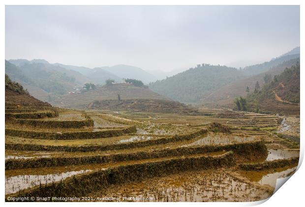 A vietnamese rice terrace on a winters morning in Sapa, Northern Vietnam Print by SnapT Photography