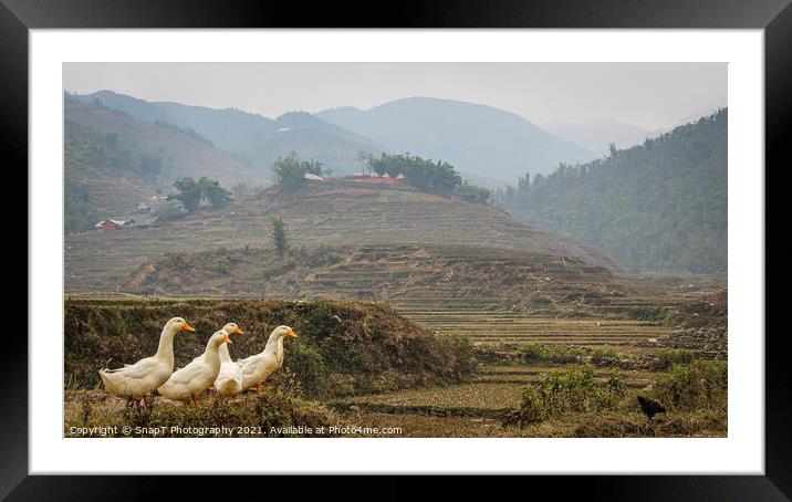A group or raft of white pecking ducks standing at the edge of a rice terrace Framed Mounted Print by SnapT Photography