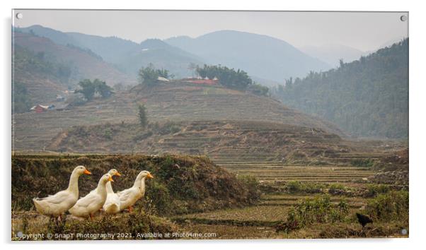 A group or raft of white pecking ducks standing at the edge of a rice terrace Acrylic by SnapT Photography