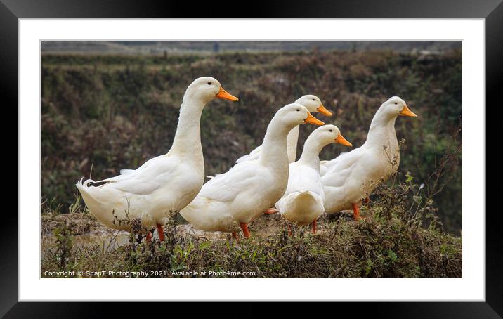 A group or raft of white pecking ducks standing at the edge of a rice terrace Framed Mounted Print by SnapT Photography