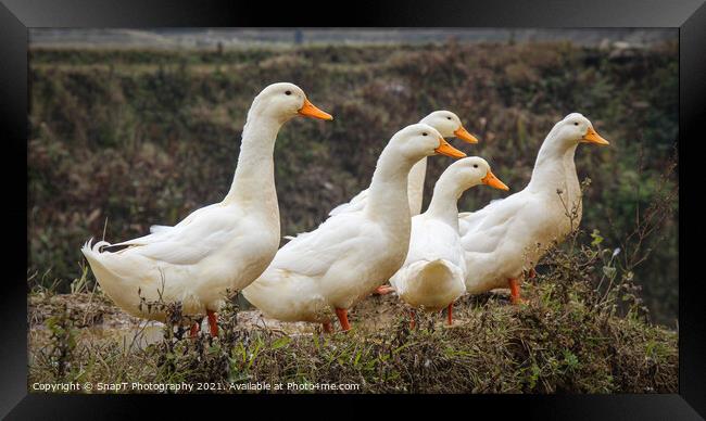 A group or raft of white pecking ducks standing at the edge of a rice terrace Framed Print by SnapT Photography