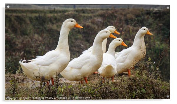 A group or raft of white pecking ducks standing at the edge of a rice terrace Acrylic by SnapT Photography