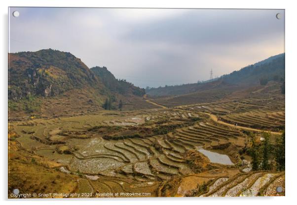 A view over a Vietnamese landscape of rice terraces in winter, Sapa, Vietnam Acrylic by SnapT Photography
