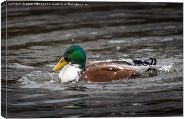 Water off a ducks back Canvas Print by Kevin White