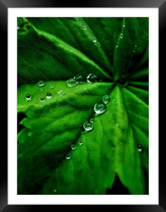 balancing act (green) Framed Mounted Print by Heather Newton