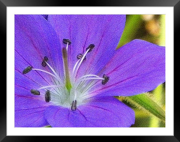 Tiny pruple in abstract Framed Mounted Print by Patti Barrett