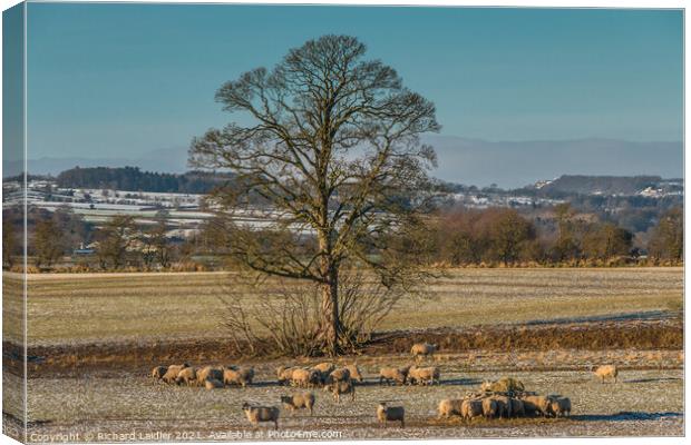 Winter Feeding and Grazing at Hutton Hall Farm Canvas Print by Richard Laidler