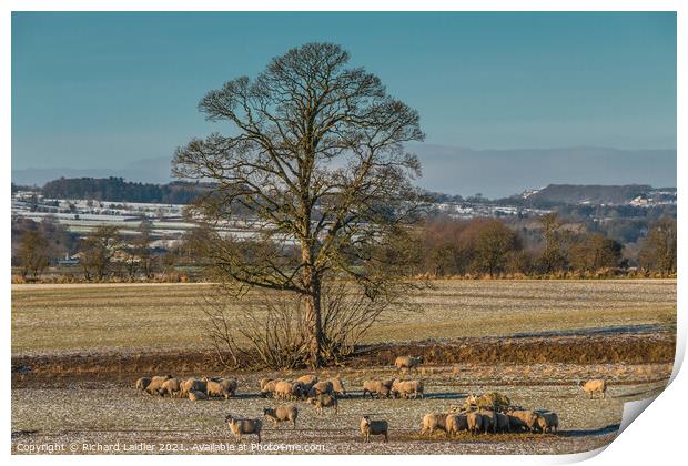 Winter Feeding and Grazing at Hutton Hall Farm Print by Richard Laidler