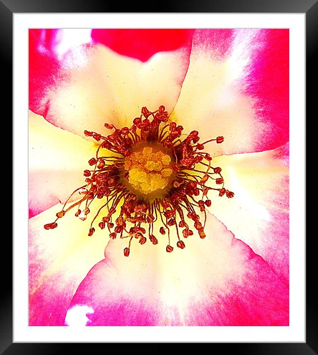 Rose Pink Macro center Framed Mounted Print by Patti Barrett