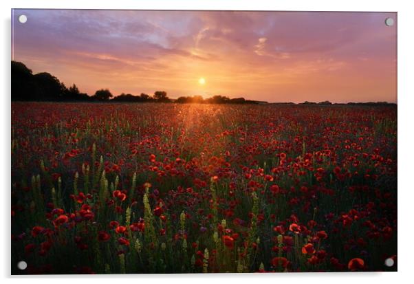 Dorset Poppy Field Acrylic by David Neighbour