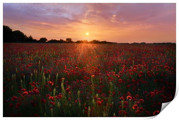 Dorset Poppy Field Print by David Neighbour