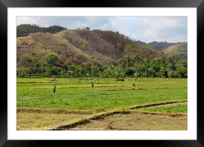 Rice paddy workers in a field near Mawun Beach, Kuta, Lombok Framed Mounted Print by SnapT Photography