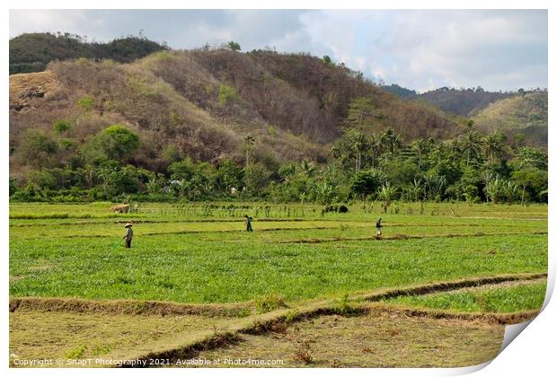 Rice paddy workers in a field near Mawun Beach, Kuta, Lombok Print by SnapT Photography