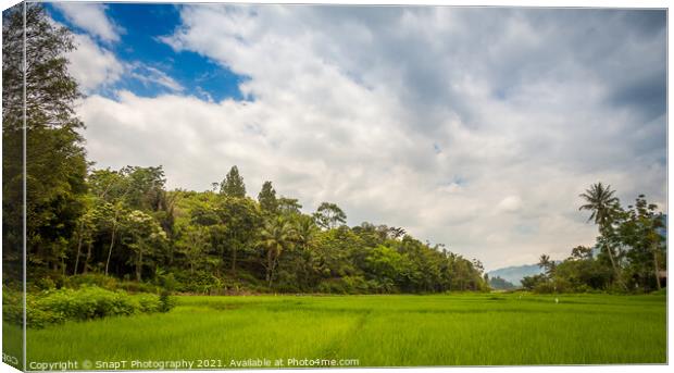 A lush green rice paddy on the island of samosir, Lake Toba, Sumatra, Indonesia Canvas Print by SnapT Photography