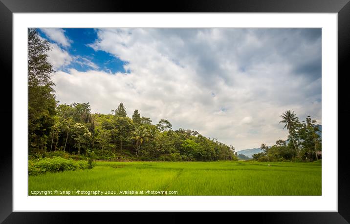 A lush green rice paddy on the island of samosir, Lake Toba, Sumatra, Indonesia Framed Mounted Print by SnapT Photography