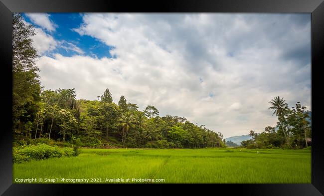 A lush green rice paddy on the island of samosir, Lake Toba, Sumatra, Indonesia Framed Print by SnapT Photography