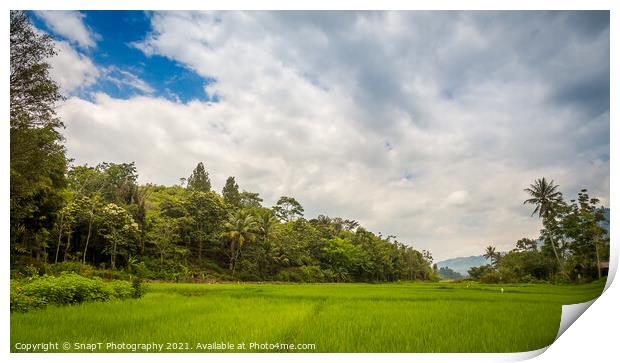 A lush green rice paddy on the island of samosir, Lake Toba, Sumatra, Indonesia Print by SnapT Photography