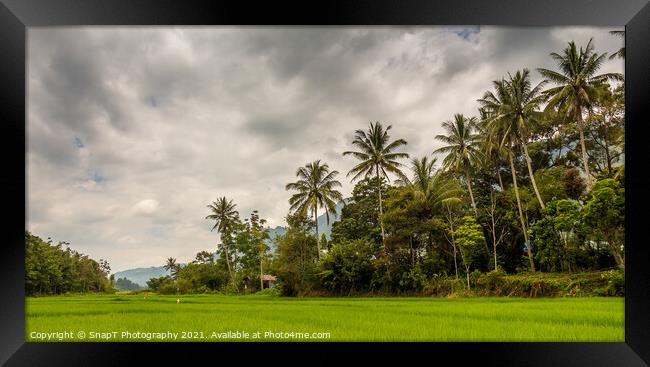 Palm trees and rice paddy on Samosir Island, Lake Toba, Sumatra, Indonesia Framed Print by SnapT Photography