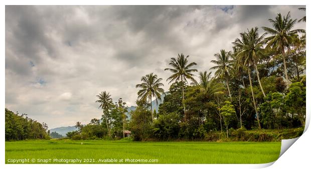 Palm trees and rice paddy on Samosir Island, Lake Toba, Sumatra, Indonesia Print by SnapT Photography