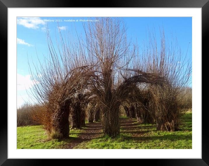 The Willow Cathedral Taunton Framed Mounted Print by Sheila Ramsey