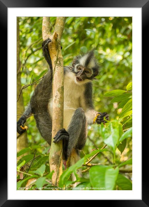 A Thomas Langur, Leaf Monkey, feeding in a tree in Bukit Lawang, Indonesia Framed Mounted Print by SnapT Photography