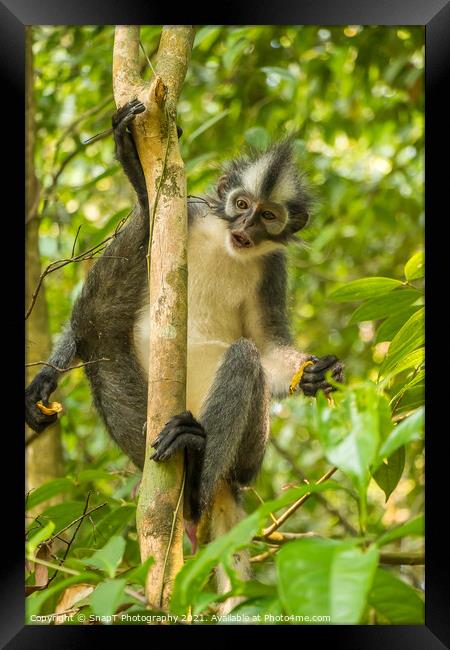 A Thomas Langur, Leaf Monkey, feeding in a tree in Bukit Lawang, Indonesia Framed Print by SnapT Photography