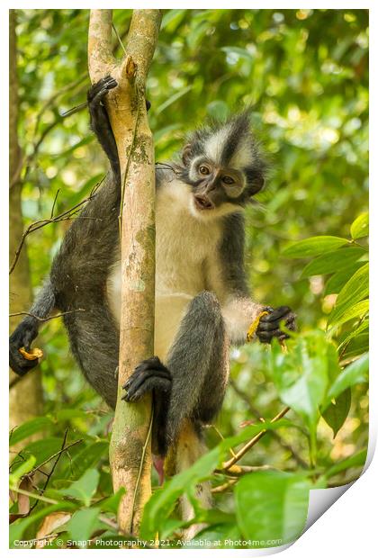 A Thomas Langur, Leaf Monkey, feeding in a tree in Bukit Lawang, Indonesia Print by SnapT Photography