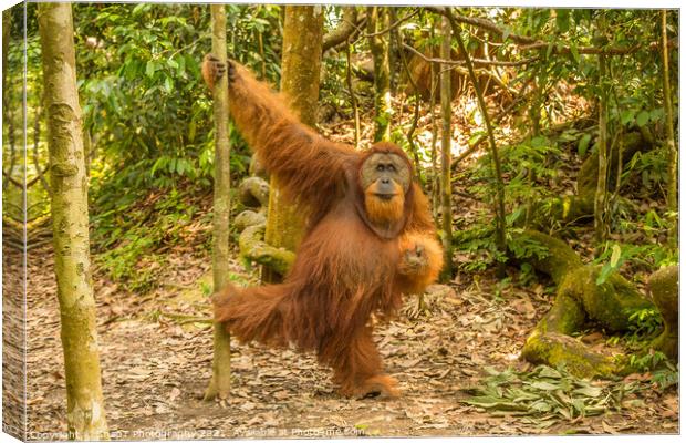 An orangutan in the jungle of Gungung Leuser National Park, Bukit Lawang Canvas Print by SnapT Photography