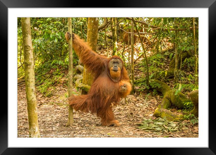 An orangutan in the jungle of Gungung Leuser National Park, Bukit Lawang Framed Mounted Print by SnapT Photography