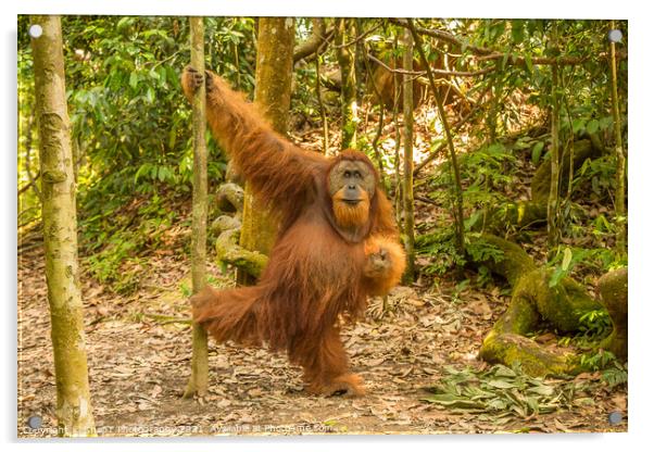 An orangutan in the jungle of Gungung Leuser National Park, Bukit Lawang Acrylic by SnapT Photography