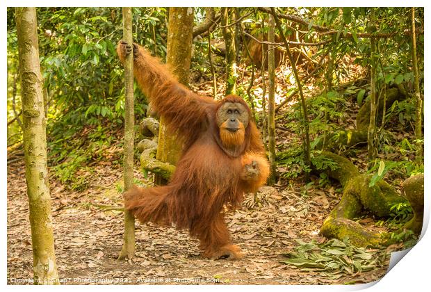 An orangutan in the jungle of Gungung Leuser National Park, Bukit Lawang Print by SnapT Photography