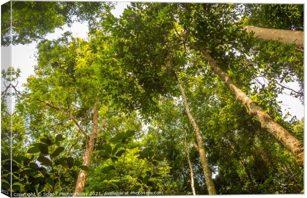 The rainforest canopy in Gunung Leuser National Park, Bukit Lawang, Indonesia Canvas Print by SnapT Photography