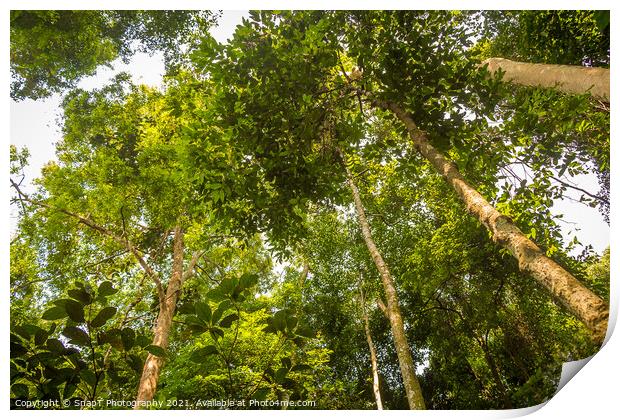 The rainforest canopy in Gunung Leuser National Park, Bukit Lawang, Indonesia Print by SnapT Photography