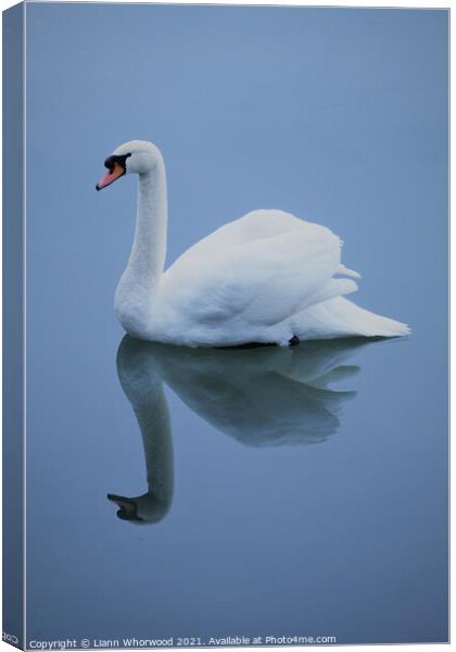 Blue swan reflection Canvas Print by Liann Whorwood