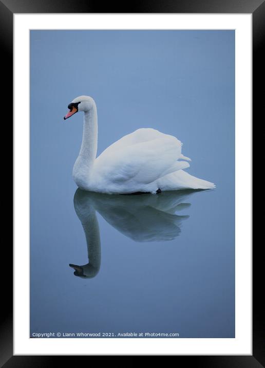 Blue swan reflection Framed Mounted Print by Liann Whorwood