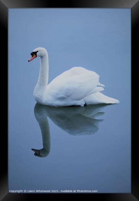 Blue swan reflection Framed Print by Liann Whorwood