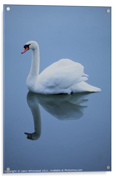 Blue swan reflection Acrylic by Liann Whorwood
